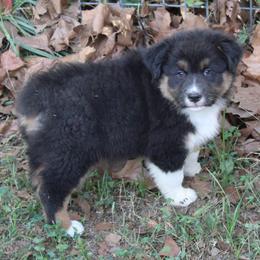 Norman - Black tri-color male Australian Shepherd puppy in Kansas, Oklahoma from Windy G Farm