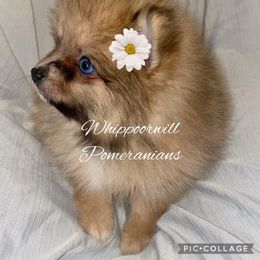Pomeranian Puppies from Whippoorwill Pomeranians