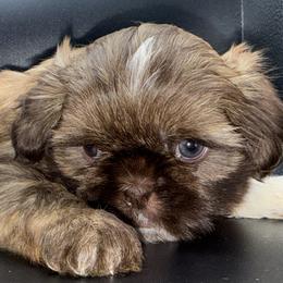 Boy 1 - Chocolate and tan male Shih Tzu puppy in Albany, New York from Precious Shihpoo’s and Luxurious Shih Tzu’s