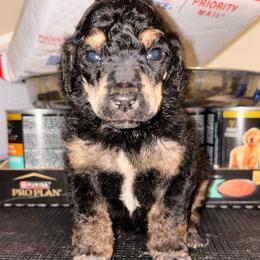 Perseus - Phantom male Poodle puppy in Toledo, Ohio from Exquisite Dalmatians & Standard Poodles