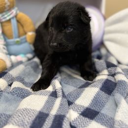 Orange - Black female German Shepherd puppy in Columbus, Georgia from Blue Phoenix Shepherds