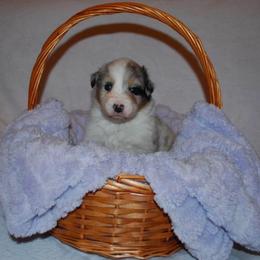 Rumor - Blue merle male Australian Shepherd puppy in Alma, Georgia from Epiphany Australian Shepherds