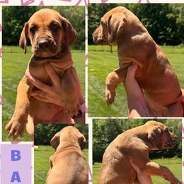 BAMBI - Fawn female Great Dane puppy in Wellsville, New York from Prophecy Danes