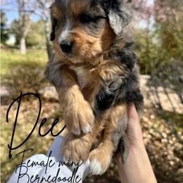 Dee - Merle female Bernedoodle puppy in Ammon, Idaho from Little Stone Bernedoodles