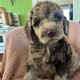 Mocha - Merle female Labradoodle puppy in Lowville, New York from Adirondack Labradoodles