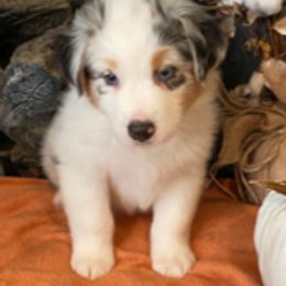 Australian Shepherd and Miniature American Shepherd Puppies from Tanya Strickland