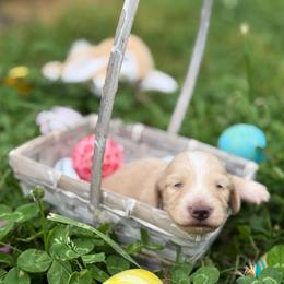 Clear cream 2650 - Cream male Dachshund puppy in Nashville, Arkansas from Whisenhunt Farms