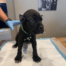 Dino - Black male Cane Corso puppy in Lubbock, Texas from Hub City Kennel