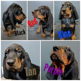 Black and Tan Coonhound and Bracco Italiano Puppies from Old Soul Black & Tan Coonhounds