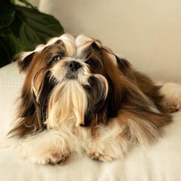 Paxton - Shih Tzu