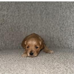 Hookfang - Apricot male Goldendoodle puppy in Layton, Utah from Gracious Doodle Dogs