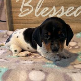 CKC Girl 4 Red - Piebald female Dachshund puppy in Grand Valley, Pennsylvania from Dachshunds on the Hill