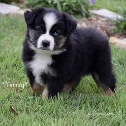Timmy - Black tri male Miniature Australian Shepherd puppy in Evant, Texas from Lazy VT Bar Ranch