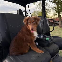 Buck - Red tri male Miniature Australian Shepherd puppy in Yantis, Texas from Marie Mini Aussies