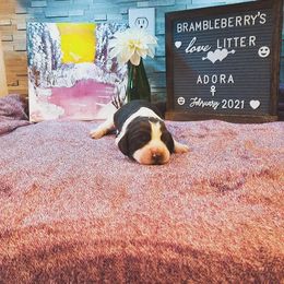 English Springer Spaniel Puppies from Brambleberry Springers