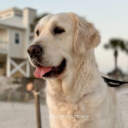 GIGI - Golden Retriever