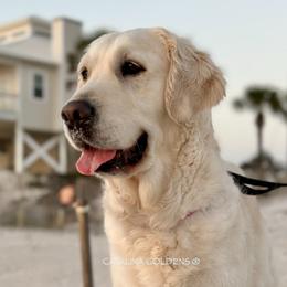 GIGI - Golden Retriever