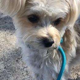 Morkies from Sun-Kissed Morkies
