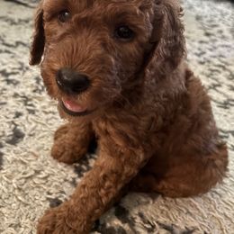 Goldendoodle Puppies from Ginger Doodles