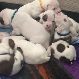 Girl 1 - yellow - White female Boxer puppy in Nashville, Tennessee from Best Friends