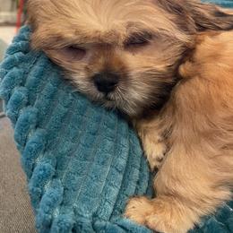 Will - Red and tan male Shih Tzu puppy in Cabot, Arkansas from Borderland's Kennel