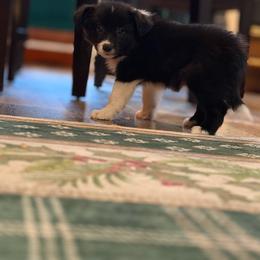 Meraxes - Black female Border Collie puppy in Lewis, Iowa from 4Ransom Ranch