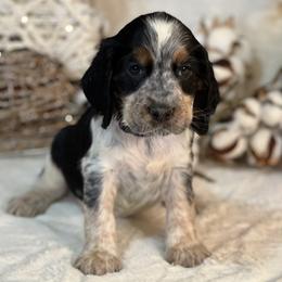 English Springer Spaniel Puppies from Cedarhaven Springer Spaniels