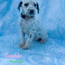 Lavender - White and black female Dalmatian puppy in Whitwell, Tennessee from Rock a Dalmatian “RockADal”