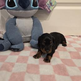 Girl 1 - Black and tan female Dachshund puppy in Graniteville, South Carolina from AB Doxies