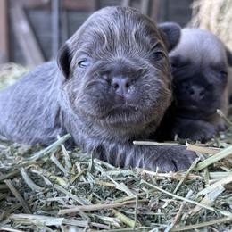 Orange collar boy fluffy - Blue male French Bulldog puppy in Brooksville, Florida from Post Farm Rottweilers & French Bulldogs