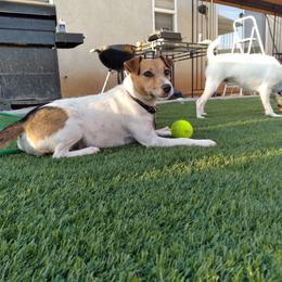 Sierra jr - Parson Russell Terrier