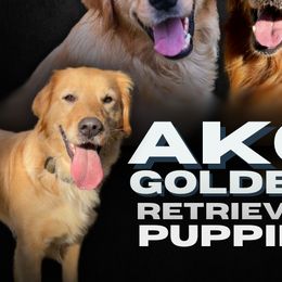 Golden Retrievers from Goldens