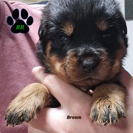 Brown - Black and mahogany female Rottweiler puppy in Tangent, Oregon from Raya's Royals