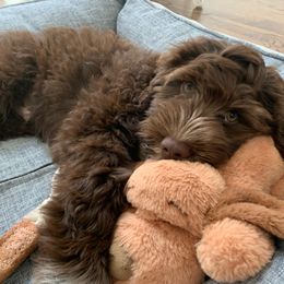 Portuguese Water Dog Puppies from Blue Run PWD