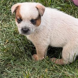 Robin - Red speckled male Australian Cattle Dog puppy in Billings, Montana from Sugarloaf French bulldogs and Australian cattle dogs