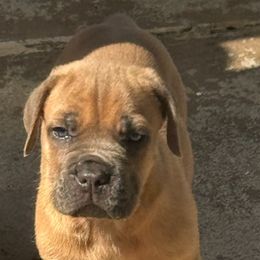 Boy5 - Fawn male Cane Corso puppy in Gwinnett County, Georgia from Better Than You Cane Corso’s