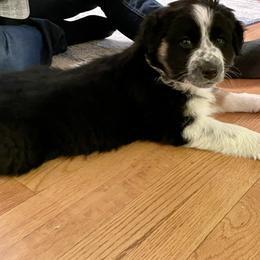 Australian Shepherd Puppies from Corbridge Aussies