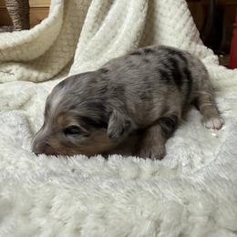 Carmen - Blue merle female Miniature Australian Shepherd puppy in Signal Mountain, Tennessee from D & D Miniature and Toy Australian Sheppards