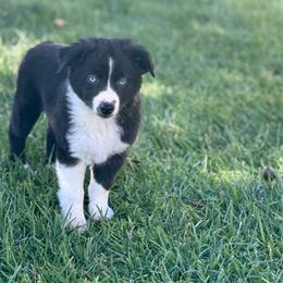 Pirate - Black & white male Miniature Australian Shepherd puppy in California from Eagle River Aussies