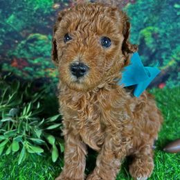 Blue Collar - Red  male Goldendoodle puppy in Waterford, California from Windy Hill Doodles
