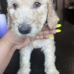 Goldendoodle and Saint Berdoodle Puppies from Golden Pond Doodle’s DFW
