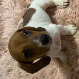 Female 3 - Chocolate female Dachshund puppy in Phelan, California from Elite Parson Russells