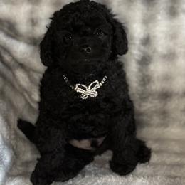 Black Male - male Cavapoochon puppy in Waldron, Arkansas from Kay’s Cutie Poos