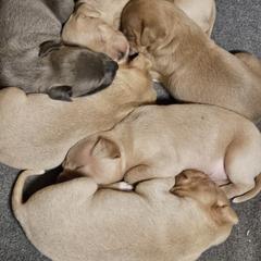 Blue Lacy Puppies from Red River Blue Lacys