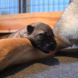 Yellow - Sable female German Shepherd puppy in Nekoosa, Wisconsin from Waldrand Kennel LLC