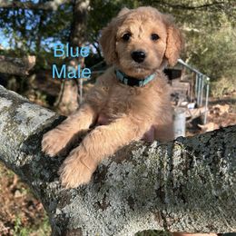 Blue - Apricot male Goldendoodle puppy in Lineville, Alabama from Dogwood Doodles of Alabama