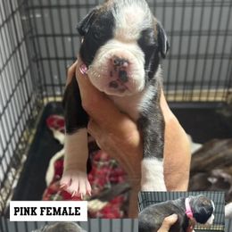 Pink - Brindle female Boxer puppy in Newark, Ohio from S & B Boxers