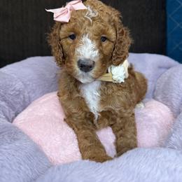 Rita - Red  female Goldendoodle puppy in Miami, Florida from Magdoodles