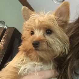 Richie - Yorkshire Terrier