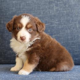Chase - Red tri male Miniature Australian Shepherd puppy in Hamilton, Montana from North Lake Aussies